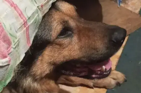 Пропала собака, 17-й пр. Марьиной Рощи, 13с5 - photo