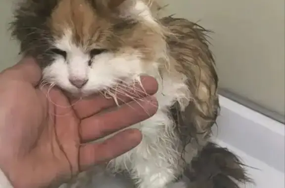 Найдена кошка, Раменский, фото: Кошка найдена, ищем хозяев, МО