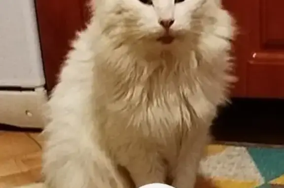 Пропала кошка, Псков, Псковская обл. - photo