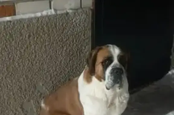 Пропала собака в Чернянке, Белгородская обл. - photo