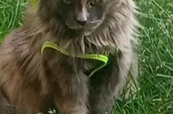 Пропала кошка, Ударная ул. 12, Н. Новгород - photo