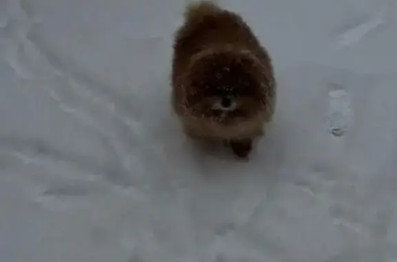 Найдена собака, Подольск, фото: Собака найдена на Лапшенкова, 81, Подольск