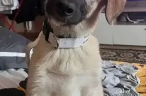 Пропала собака, ул. Машиностроителей, Юрга - photo