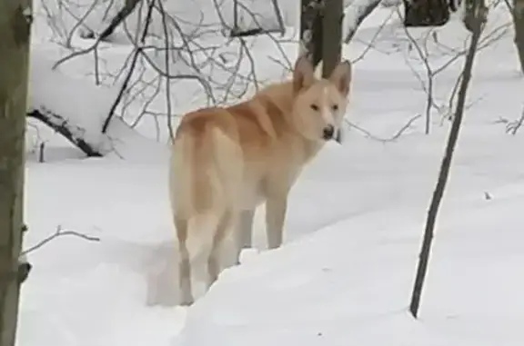 Найдена собака, Балашиха, фото: Собака найдена у памятника ВОВ, МО