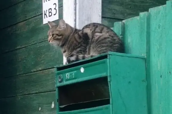 Пропала кошка, Эуштинская 1/1, Томск - photo