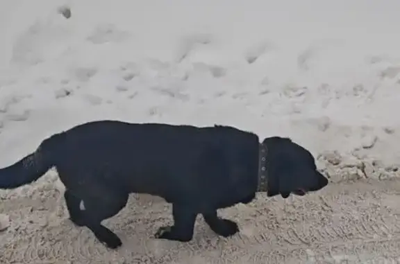 Найдена собака, Ягодное, фото: Собака найдена в СНТ Уют, 1В, Ягодное