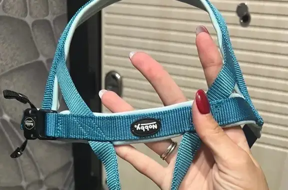 Пропал мопс на Кубинской ул., 9, Вологда - photo