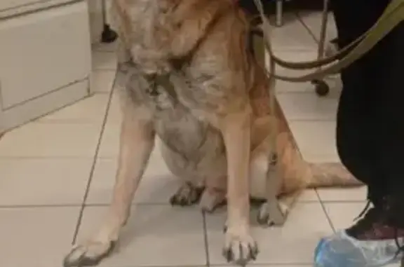 Найдена собака, Кронштадт, фото: Найден рыжий пес, Кронштадт, Советская ул.