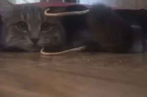 Пропала кошка, ул. Свободы 25, Зарайск - photo