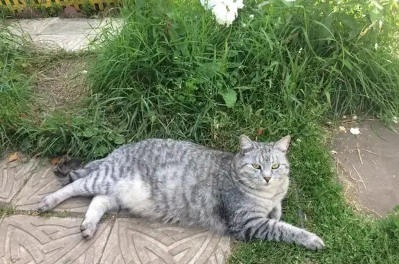 Пропала кошка, ул. Курчатова 13, Саров - photo