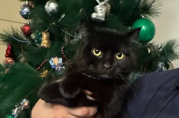 Найдена кошка, Уфа, фото: Кошка найдена, Уфа, Башкирия