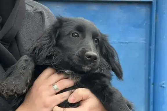 Объявления о пропавших и найденных животных, Астрахань, фото: Собака найдена: 6-я Дорожная 35/14, Астрахань