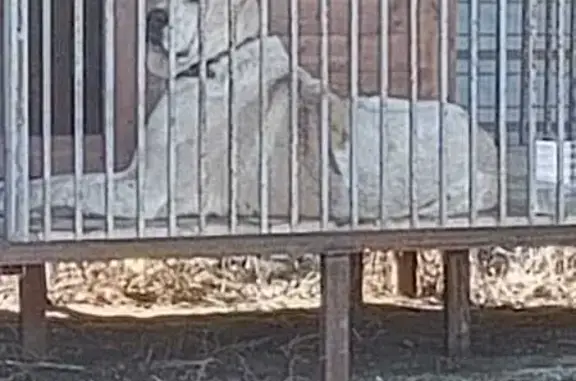 Пропала собака, Тепличная ул. 2Б/2, Ахтуба - photo