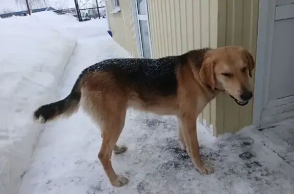 Собака найдена: Молодёжная ул., Наборные Сыреси - photo