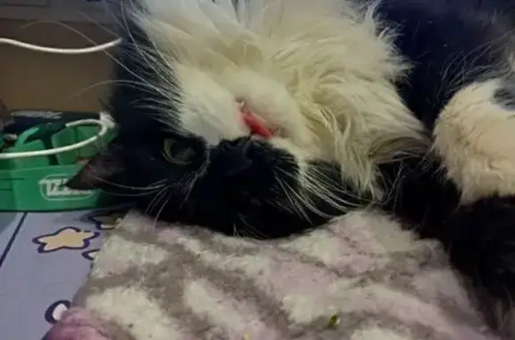 Найдена кошка, Челябинск, фото: Кошка найдена: проспект Ленина, 36В