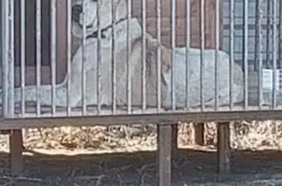 Пропала собака, 18К-2, Ахтубинское СП - photo