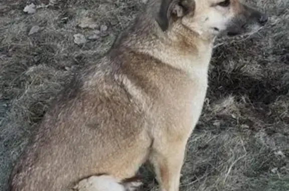 Пропала собака на Рощинской, 29А, Орёл - photo