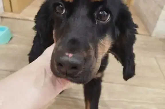 Объявления о пропавших и найденных животных, Владимир, фото: Найдена собака, Владимир, Большой проезд 45