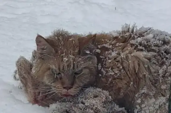 Найдена кошка, Бояркино, фото: Кошка ранена, Бояркино, Центр. ул. 173