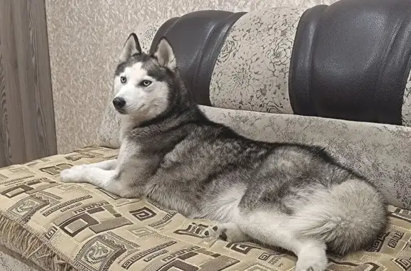 Найдена собака, Новоалтайск, фото: Хаски найдена: 6-й квартал, 1, Новоалтайск