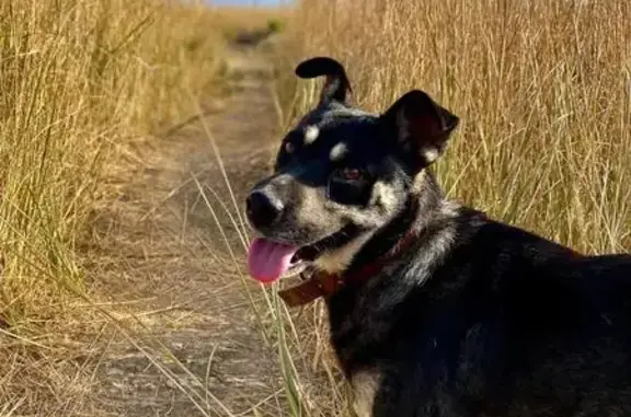 Пропала собака, ул. Ленина 77, Темрюк - photo