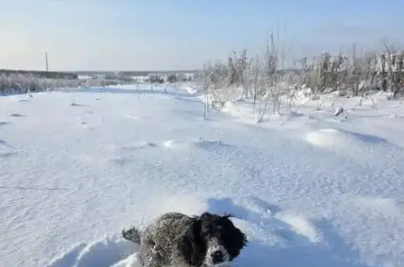 Пропала собака, Красково, Лесной тупик - photo