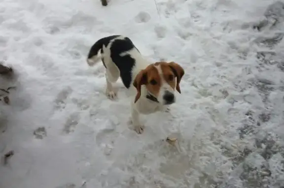 Пропала собака, Алешинское, Брянская обл. - photo