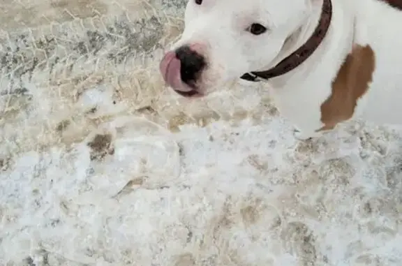 Найдена собака, Узловая, фото: Собака найдена в Узловой, Тульская обл.