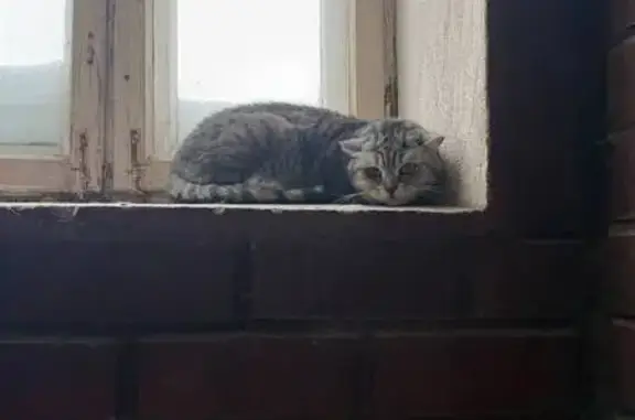 Найденные животные Калуга, фото: Кошка найдена: бульвар Моторостроителей, 9