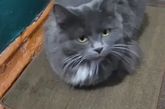 Найденные животные Шахты, фото: Кошка найдена: ул. 50 лет ВЛКСМ, 19Б, Шахты