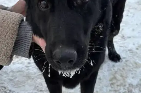 Найдена собака, Йошкар-Ола, фото: Собака найдена, Западная ул., Йошкар-Ола