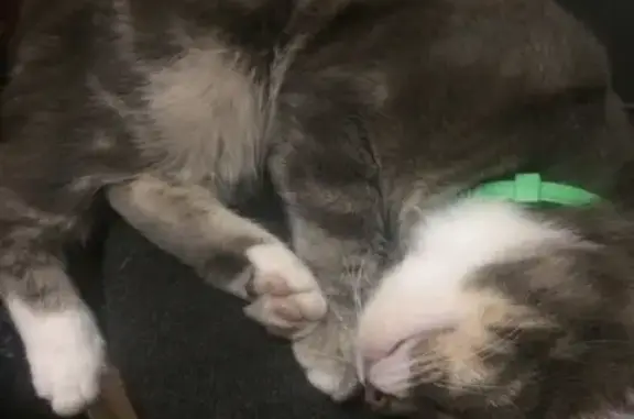 Пропала кошка, Томск - photo