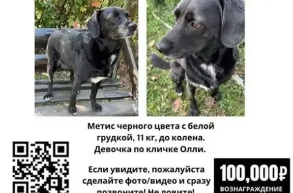 Пропала собака на Алычёвой улице, 162 - photo