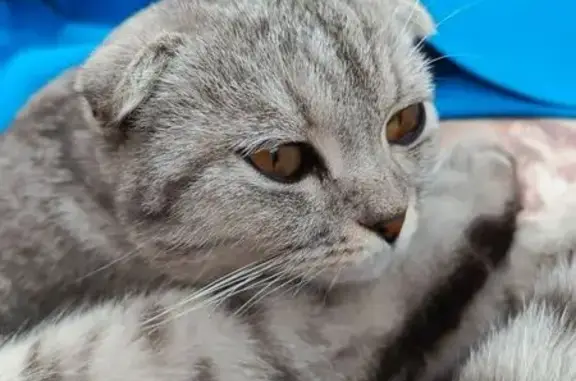 Пропала кошка на Просторной улице, Оренбург - photo