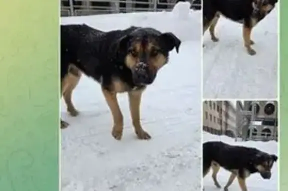 Объявления о пропавших и найденных животных, Москва, фото: Потеряшка у м. Кожуховская, ТТК, Москва