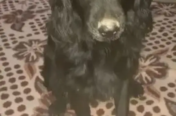 Найдена собака, Новоджерелиевская, фото: Найдена собака, ул. Калинина 22, Новоджерелиевская