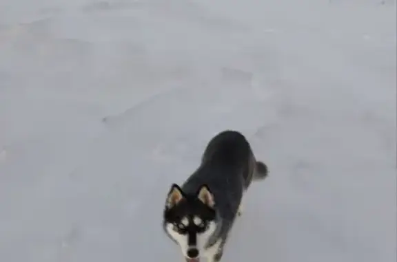 Найдена собака, Сюндюково, фото: Хаски найдена в с. Большое Сюндюково, Татарстан