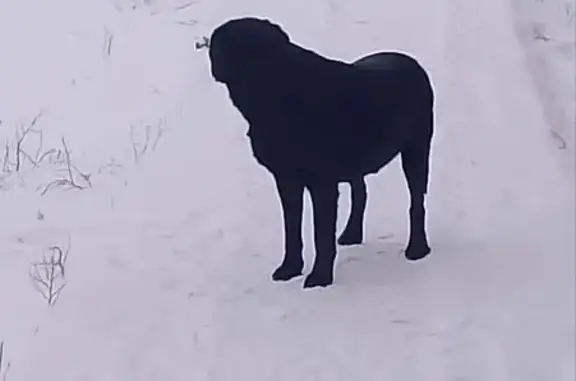 Пропала собака, Народная ул., 48 - photo