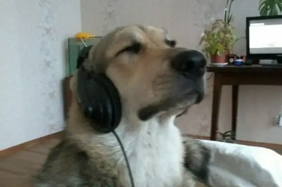 Пропала собака у 5 углов, СПб - photo