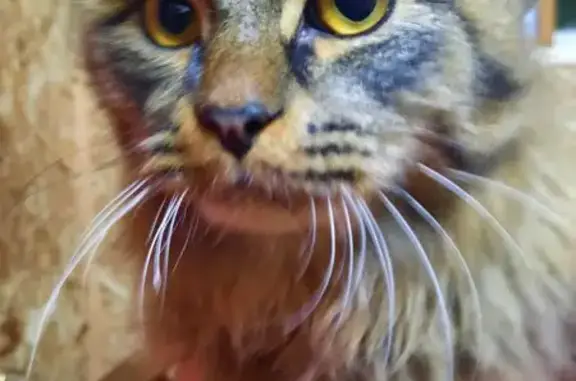 Объявления о пропавших и найденных животных, Сарапул, фото: Кошка найдена: Степная ул., Сарапул