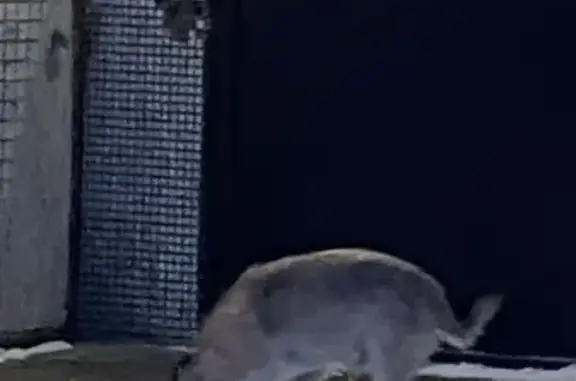 Найдена собака, Новосибирск, фото: Пропал пёс на ул. Курчатова, Новосибирск