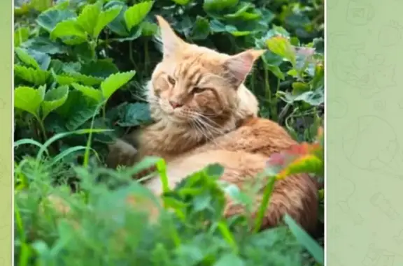 Пропала рыжая кошка, ул. Пушкина, 101 - photo