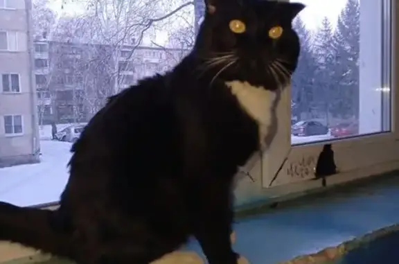 Найдена кошка, Биробиджан, фото: Найдена кошка, ул. Бумагина, Биробиджан