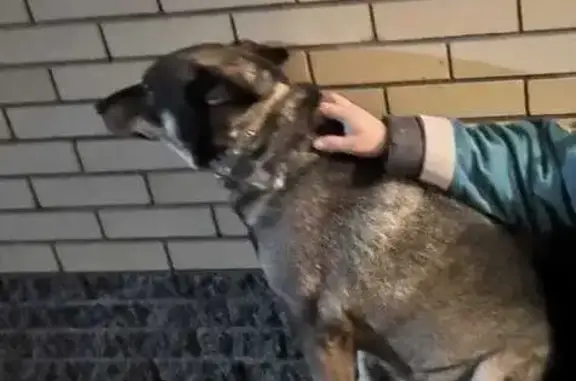 Пропала собака, Казань, Татарстан - photo