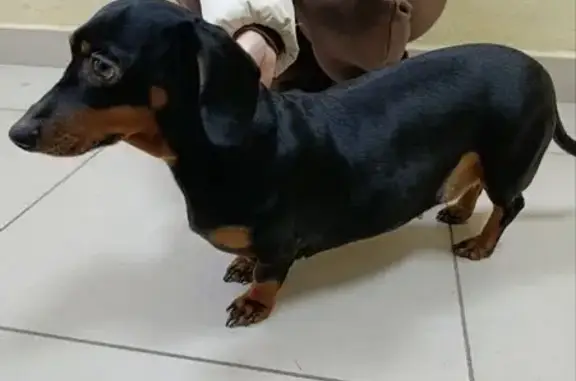 Найдена собака, Краснодар, фото: Такса найдена: Российская 79/3, Краснодар