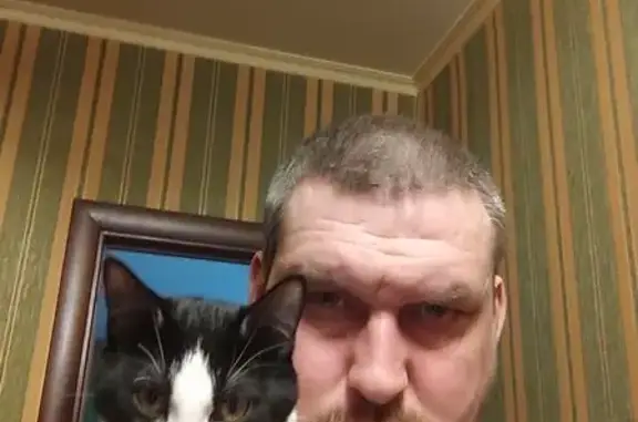 Пропала кошка, ул. Костюшко, 14 СПб - photo