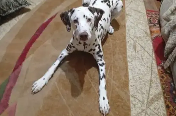 Найдена собака, Омск, фото: Далматинец найден на Осташковской, Омск