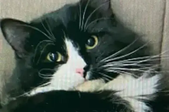 Пропала черная кошка, ул. Маркина, 1 - photo