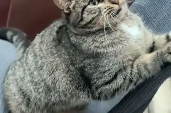 Пропал кот Ярик, ул. Гончарова, Копейск - photo