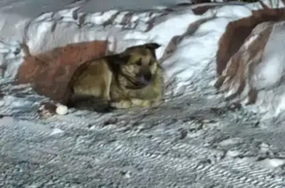 Найдена собака, Красноярск, фото: Собака найдена: стадион Ветлужанка, Крск